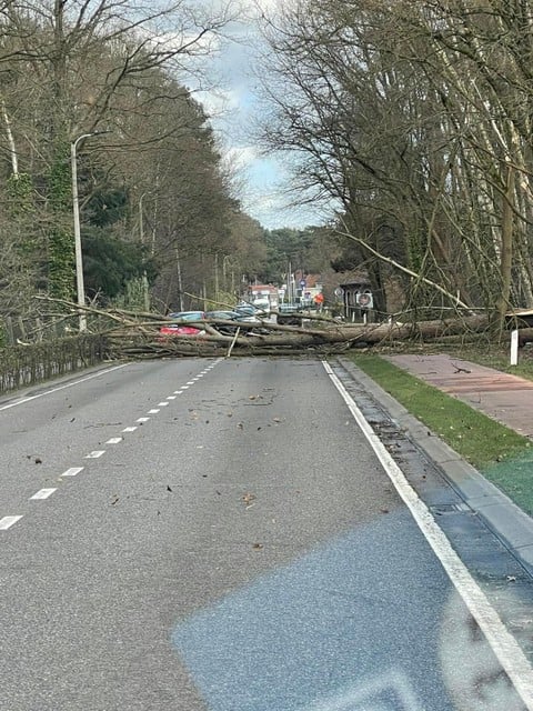 Op de Rijmenamseweg in Bonheiden versperde een boom de rijbaan. 