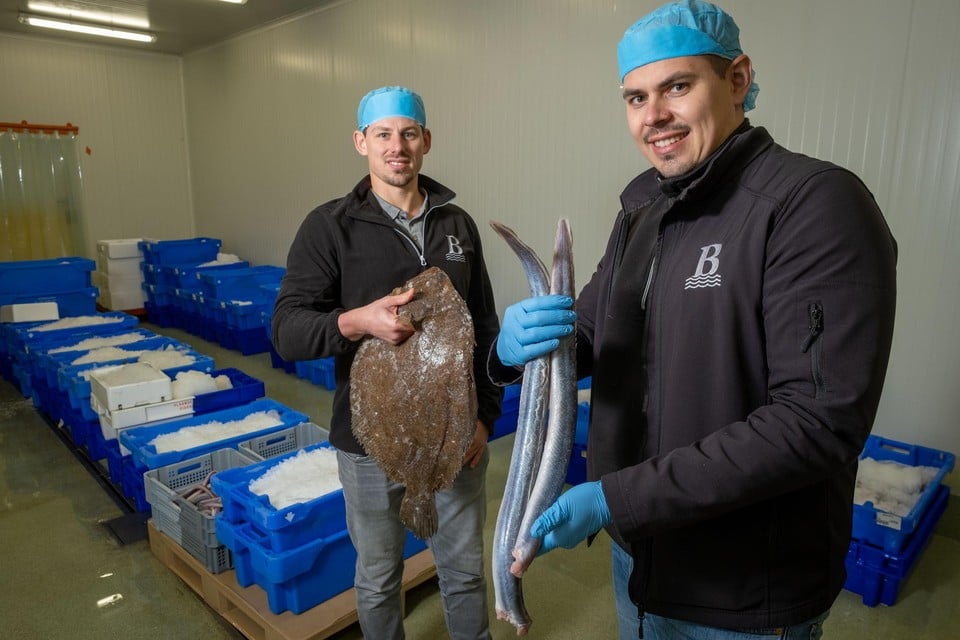 De broers bij de visverwerking