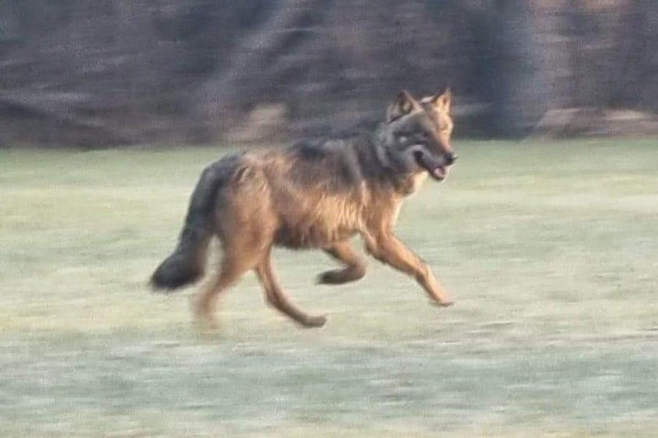 Een beeld van de wolf die dinsdagochtend in Schriek is gespot.