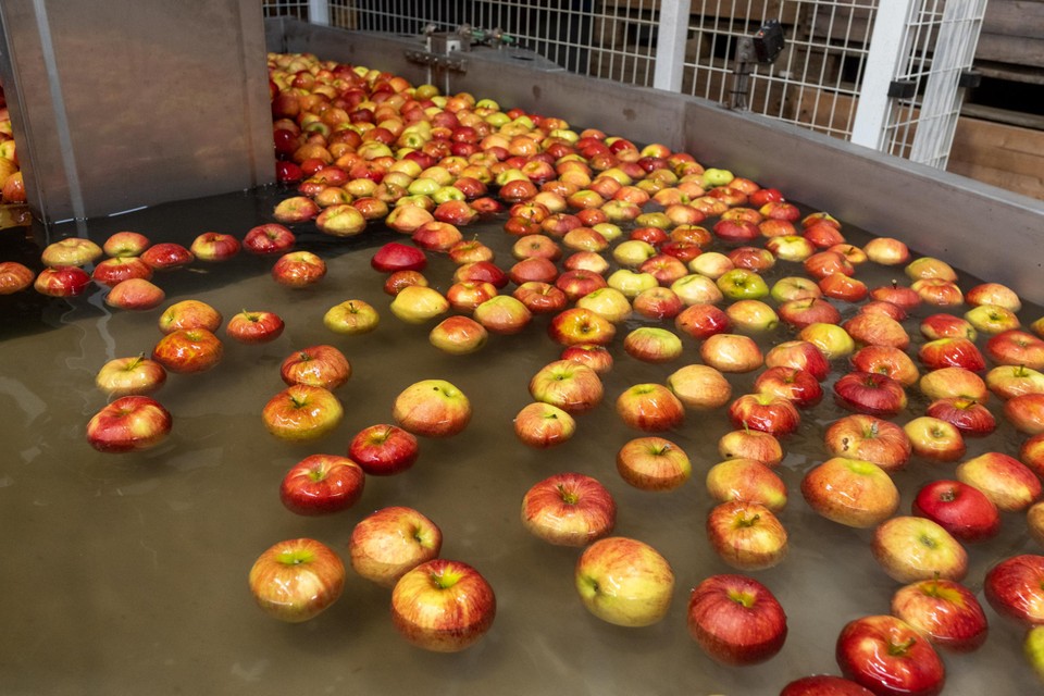 Een robot kapt een grote kist met geplukte appelen uit in een bad. Ze drijven naar de sorteermachine. 