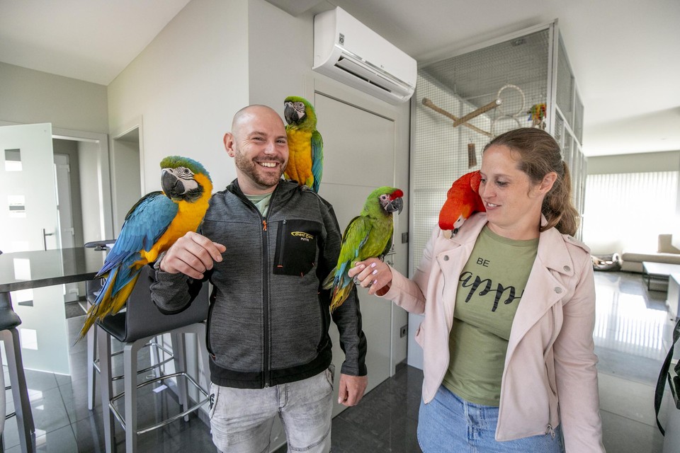 De vier ara’s van Bart Jenard en Naomi Schallenbergh zijn een deel van het gezin. Ze mogen zowel binnen als buiten geregeld los vliegen.