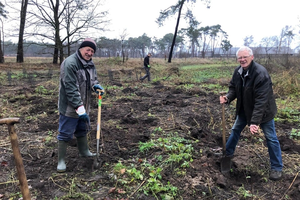 Paul Prinsen en Toon Aerts van Natuurpunt De Kievit planten nieuwe boompjes in het natuurgebied Zwart Goor in Merksplas. 
