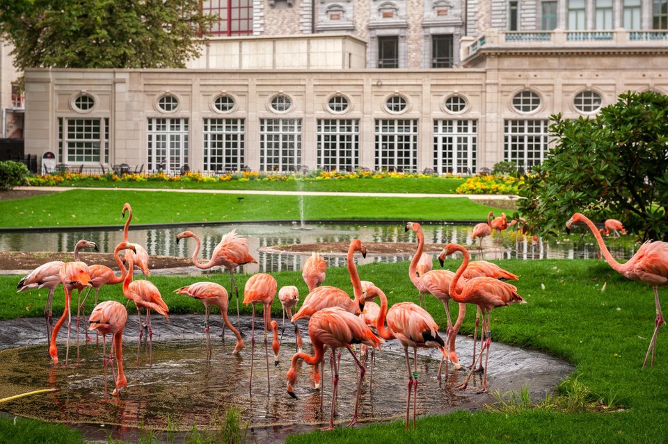 De Cubaanse flamingo’s bij hun iconische plek aan de inkom van de Zoo. 