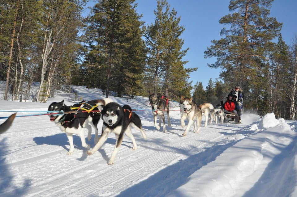 Een typische winteractiviteit: sledehondenrennen door feeërieke sneeuwlandschappen.