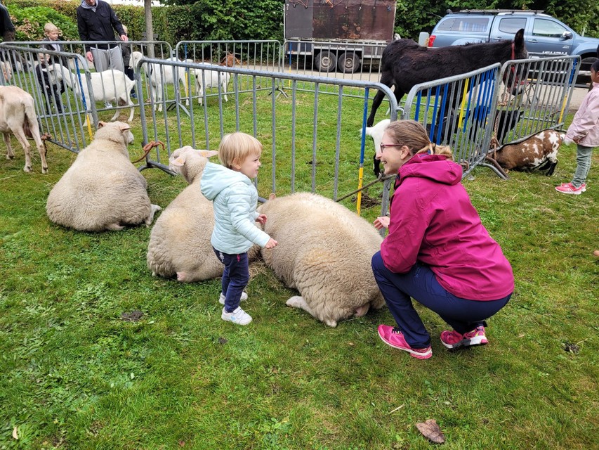 Schapen op het grasplein naast de bib