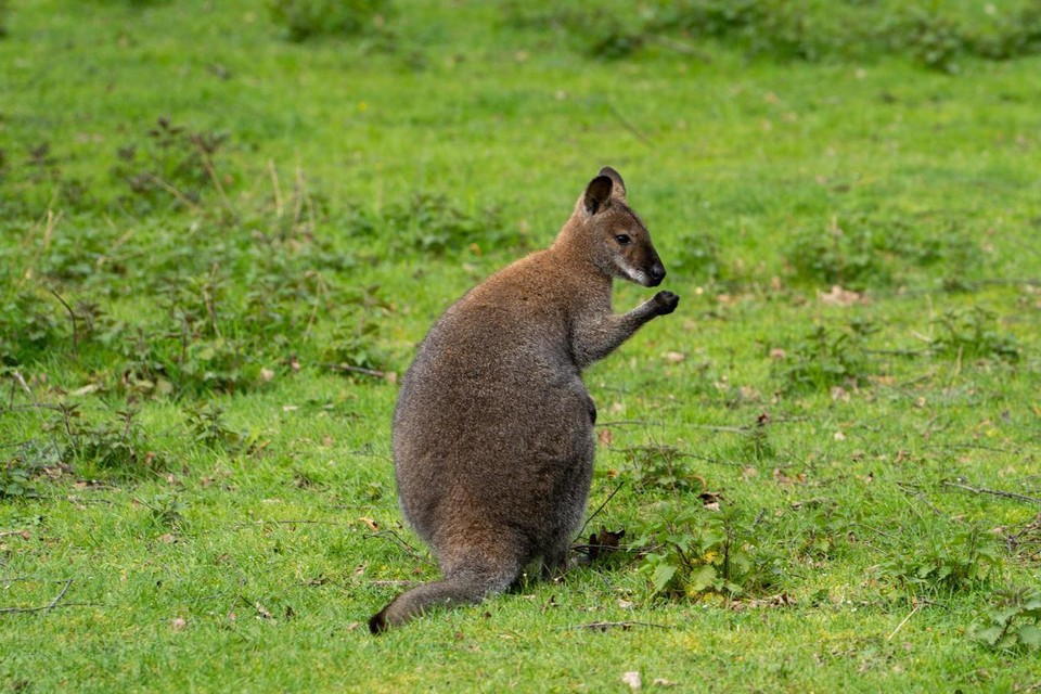 Het domein biedt onderdak aan acht wallaby’s.