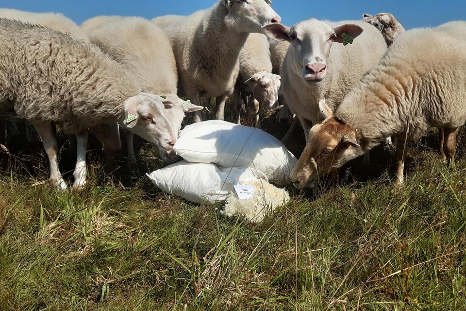 Van de wol van de schapenkuddes van vzw Kemp worden duurzame hoofdkussens gefabriceerd. 