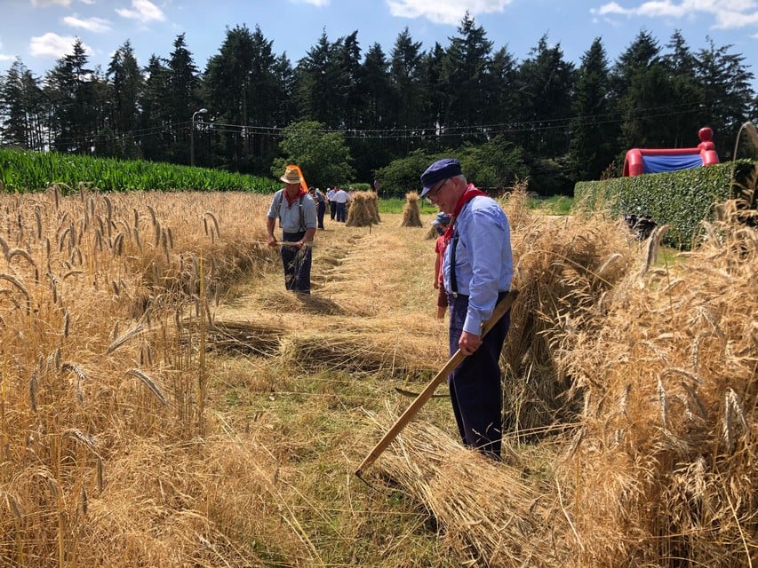 Het koren wordt op een traditionele manier van het veld gehaald.