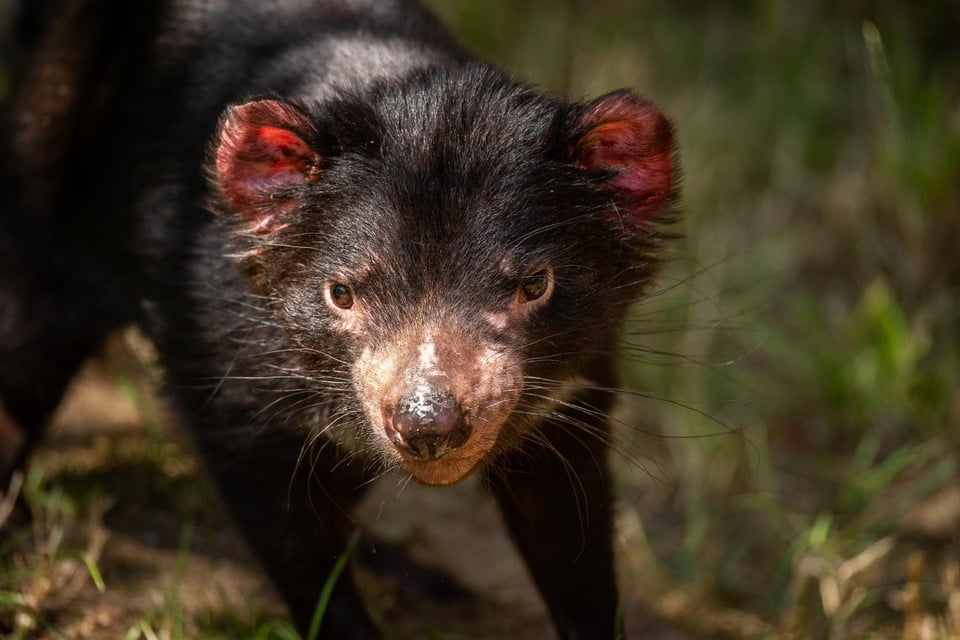 Zoo Planckendael vangt drie Tasmaanse duivels op die uit opvangcentra in Tasmanië komen.