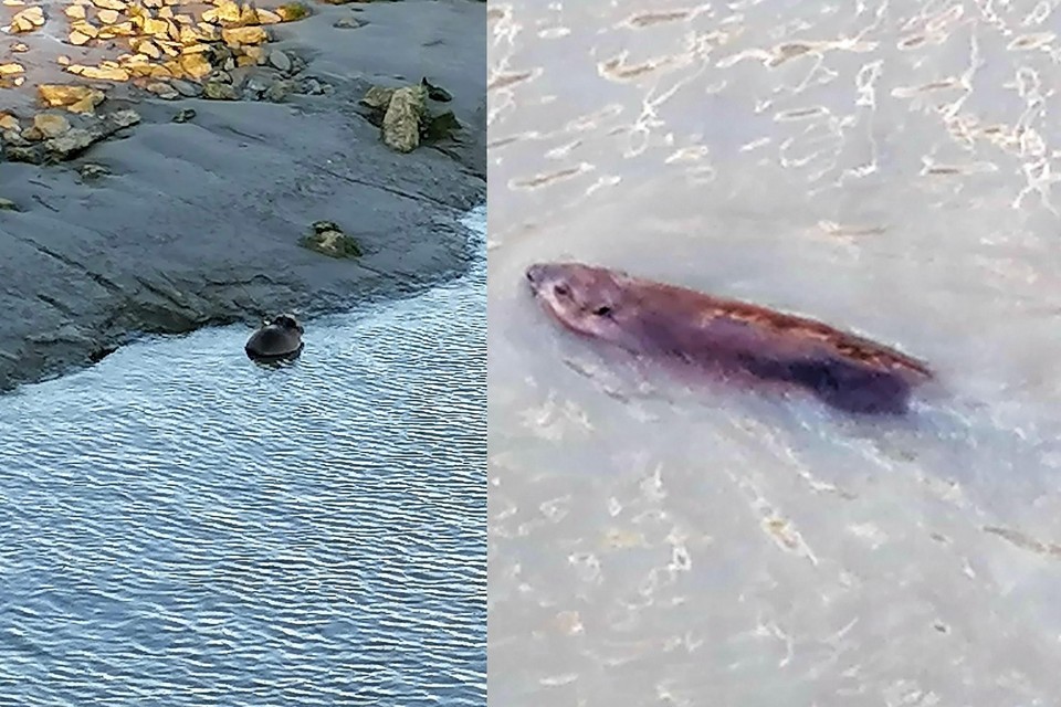 De eerste ‘stadsbever’ die zich laat fotograferen in de jachthaven op Linkeroever.