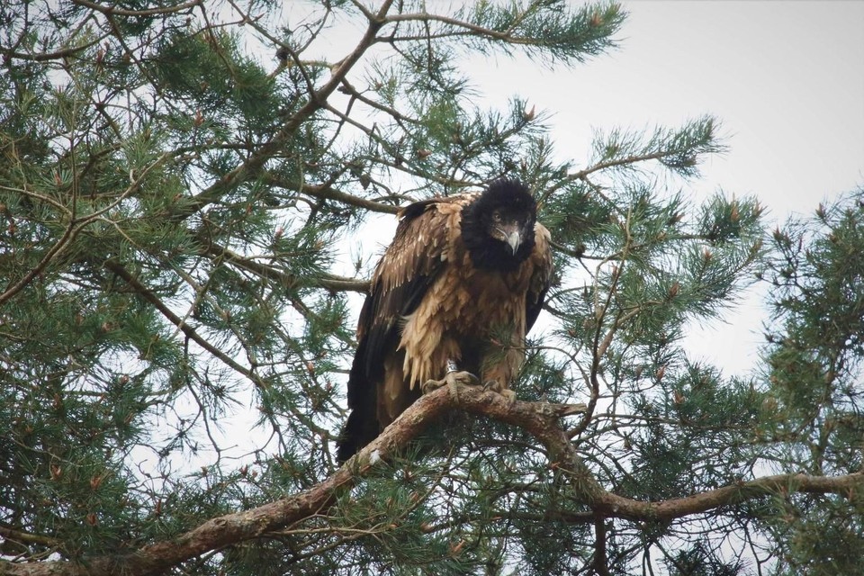 De lammergier vloog over Sinaai en overnachtte in het Stropersbos.