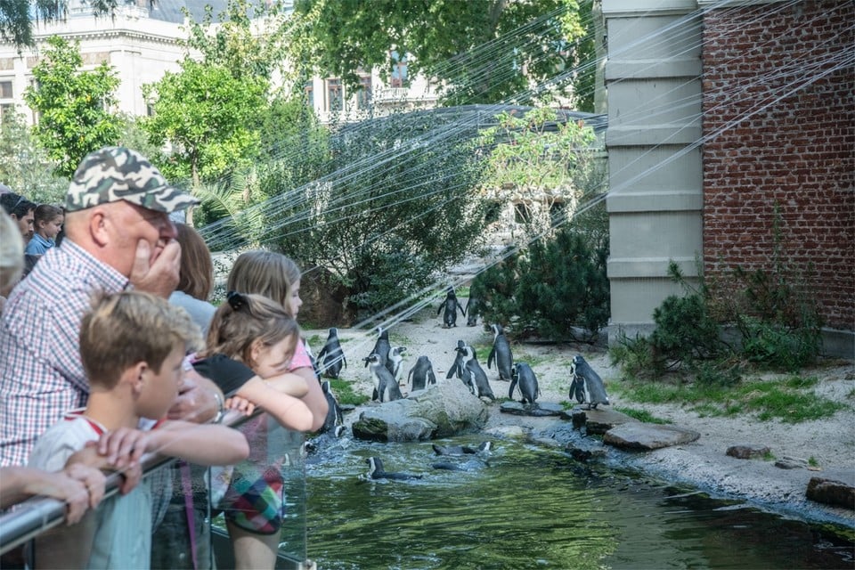 De pinguïns in de Antwerpse Zoo.