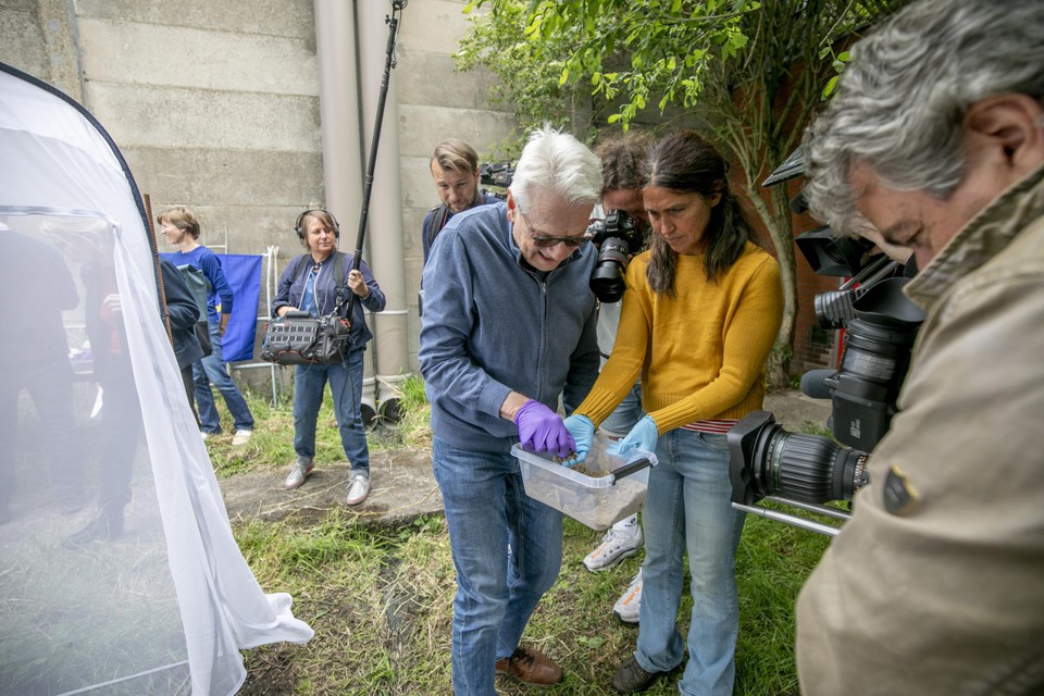 Gedeputeerde Jan De Haes en onderzoekster Kathleen Verstraete zetten met plastic handschoenen de poppenrovers in de tent. 