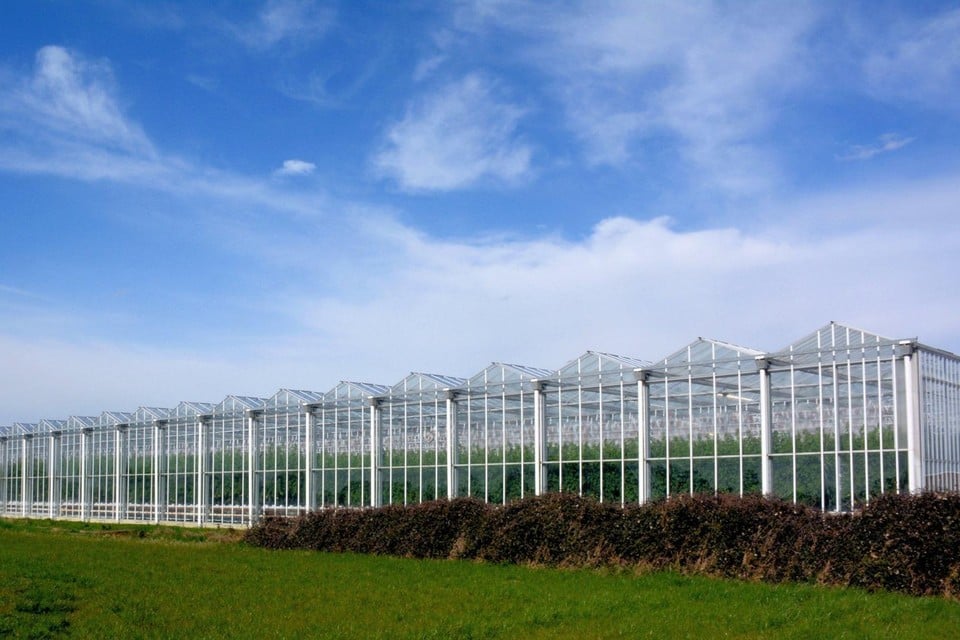 Een aanzienlijk deel van de serres in Vlaanderen staat in Sint-Katelijne-Waver.