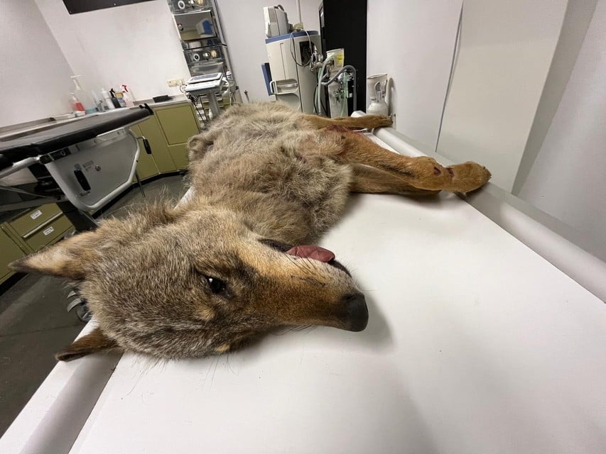 De wolf lag ’s namiddags al bij de dierenarts op de onderzoekstafel in het Natuurhulpcentrum Opglabbeek.