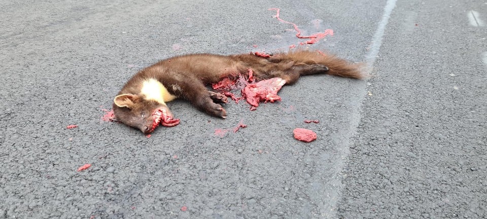 De onfortuinlijke boommarter die de dood vond in Merksem op de Vaartkaai.
