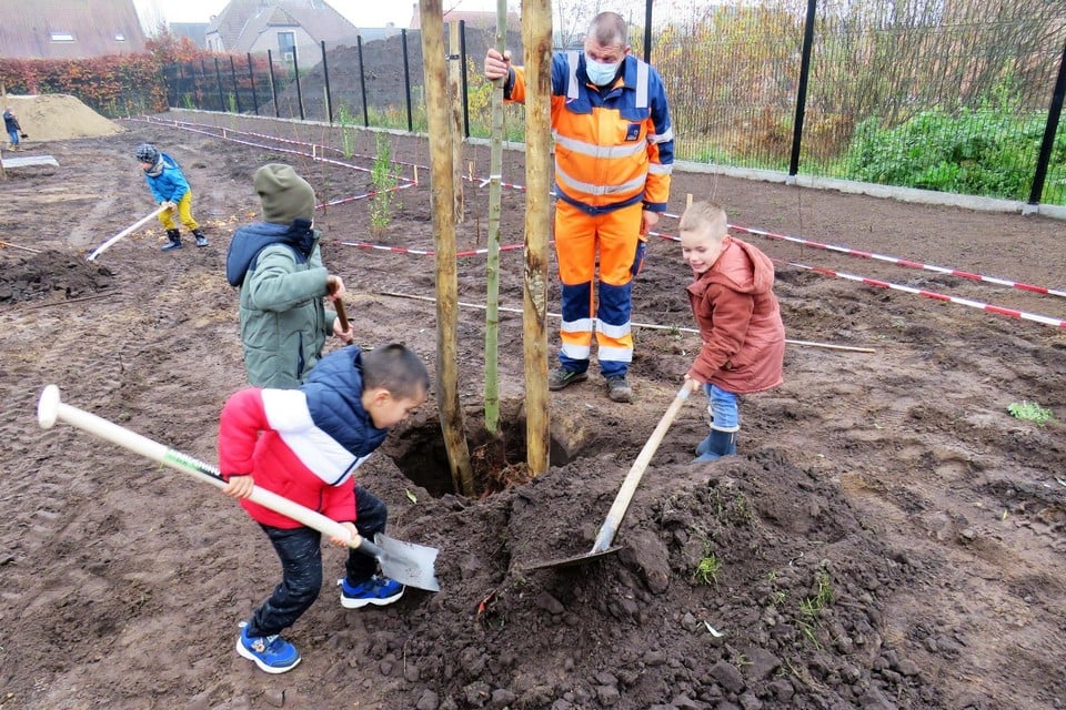 De kinderen uit de derde kleuterklas van de gemeentelijke basisschool Schransdries in Beerse planten mee bomen. 
