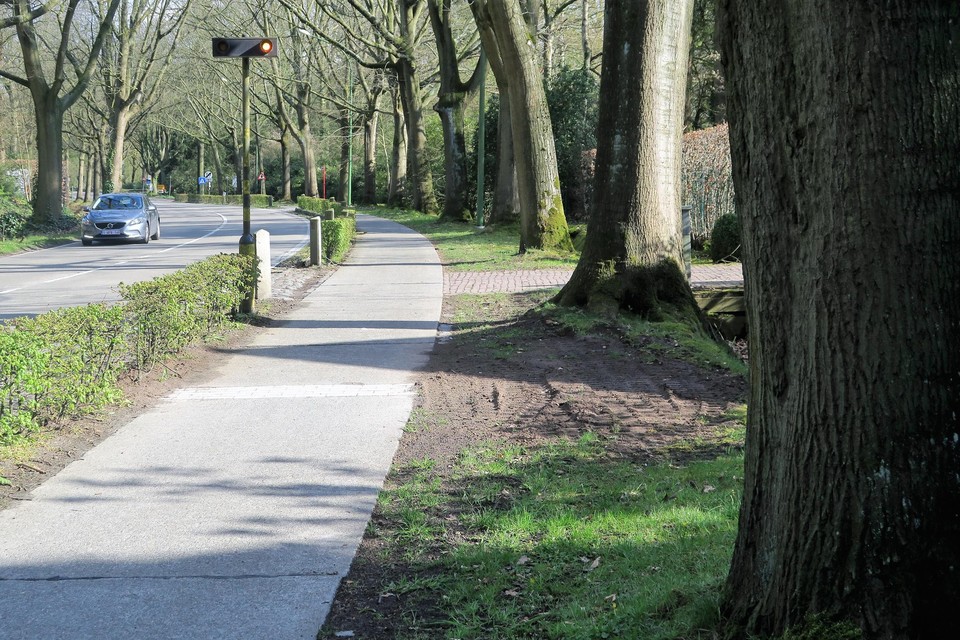 Onder meer het kappen van deze Amerikaanse eiken ligt gevoelig bij de bewoners van de Oelegemsteenweg.