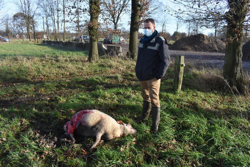 Eigenaar Nick Verlinden bij een van de vijf dode schapen. 