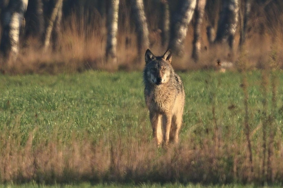 De wolf is alsmaar actiever in Limburg. Antwerpenaar Yente De Maesschalck maakte prachtige foto’s nabij de militaire domeinen van Helchteren en Leopoldsburg 