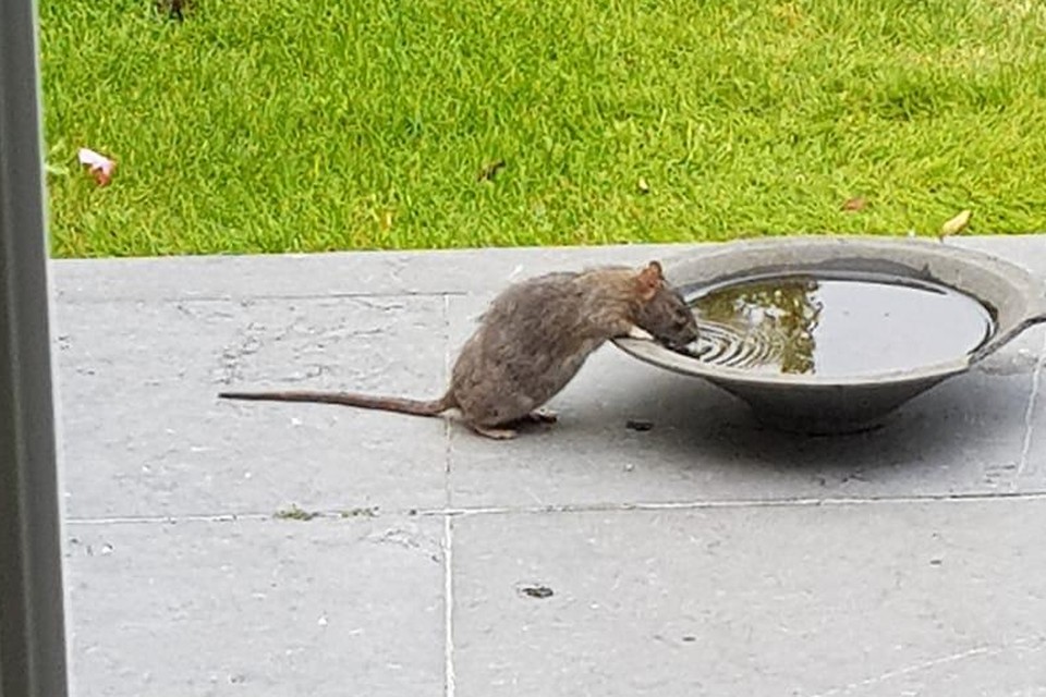 De ratten hebben dorst nu de riolen en grachten droog staan. Zo merkt ook Marc van Overveld in de Groenlaan, waar de ratten uit de drinkschaal voor vogeltjes komen slurpen. 