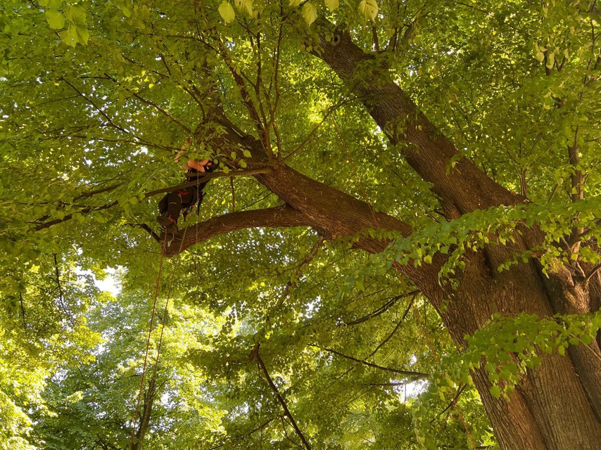 Na een paar meter klimmen gaan de boomsnoeiers helemaal op in het gebladerte. 