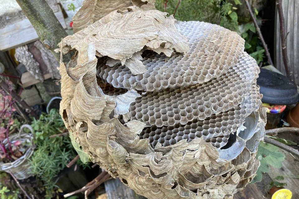 Een nest kan tot 11.000 hoornaars bevatten. 