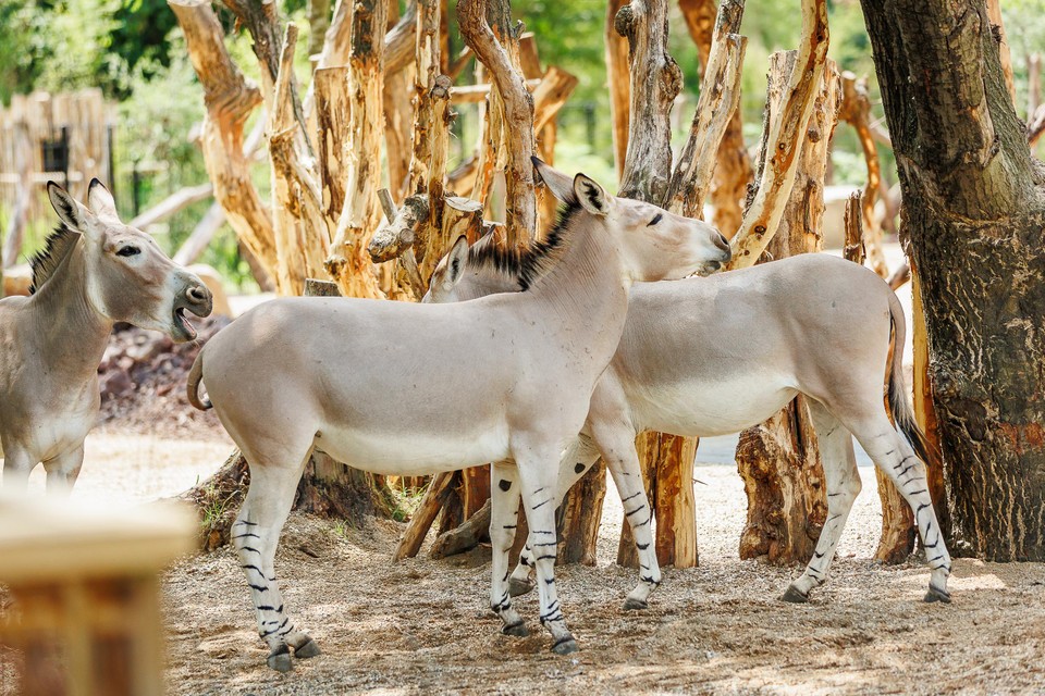De drie wilde Somalische ezels op verkenning in hun nieuwe perk.