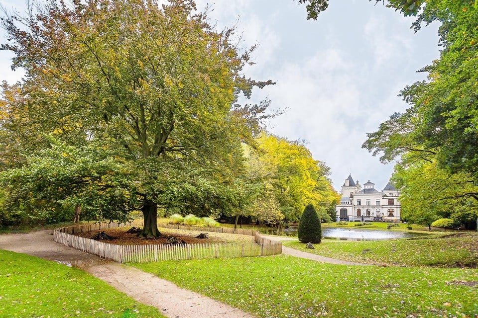 Een monumentale rode beuk is een van de blikvangers in het Tivolipark.