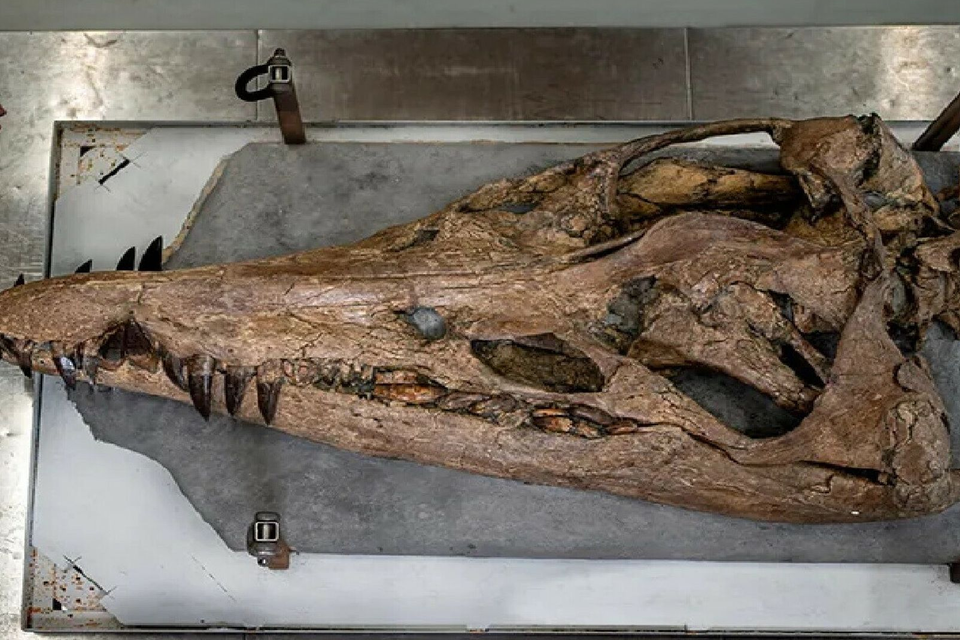 De Pliosaurus had ruim 130 gegroefde tanden van zo’n tien centimeter lang.