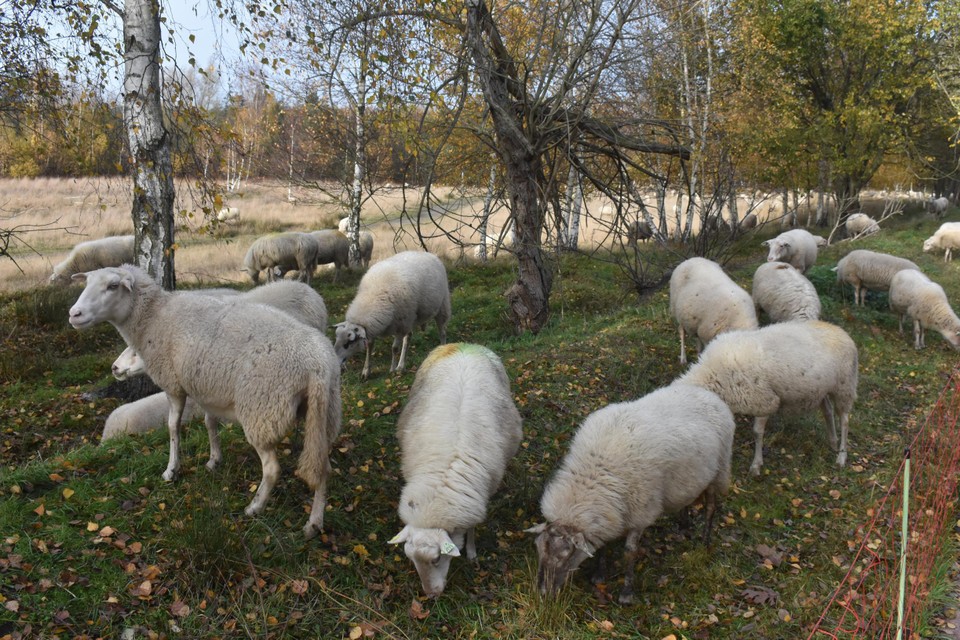 Jaarlijks worden de schapen enkele dagen ingezet om het heidelandschap van de Kanaalplas te vrijwaren. 