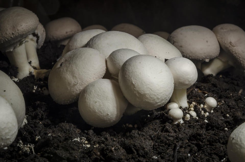 Ook de producenten van champignons moeten bij het project betrokken worden.