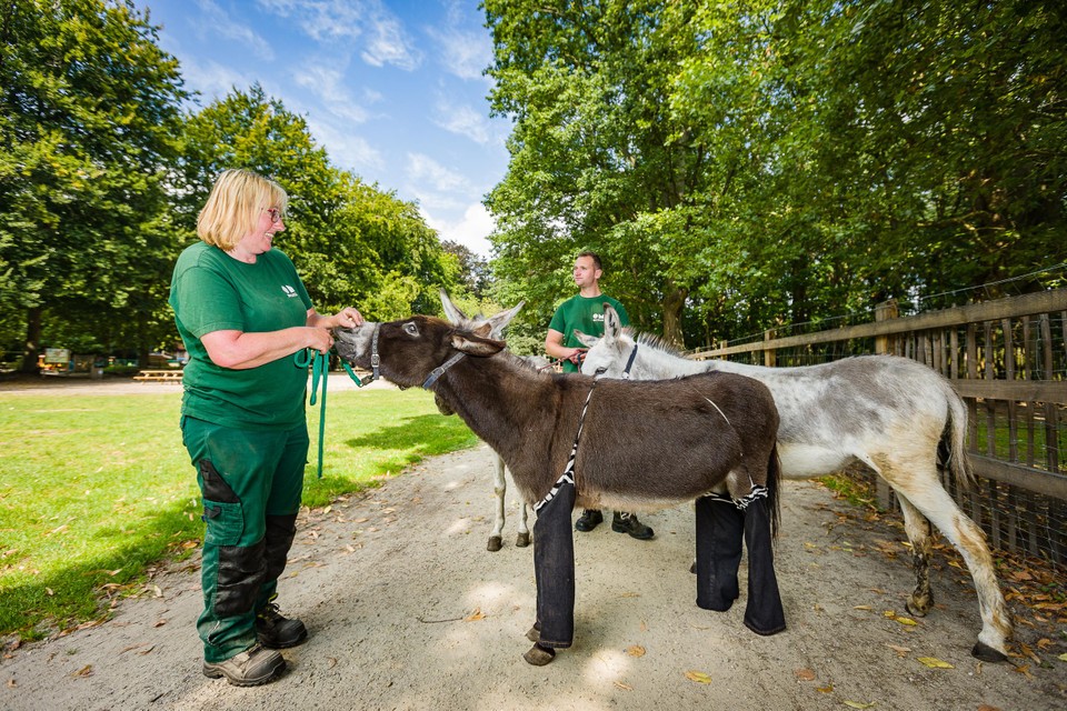 Nettie is al 35 jaar dierenverzorger. “Ik hou van die dieren”, zegt ze.