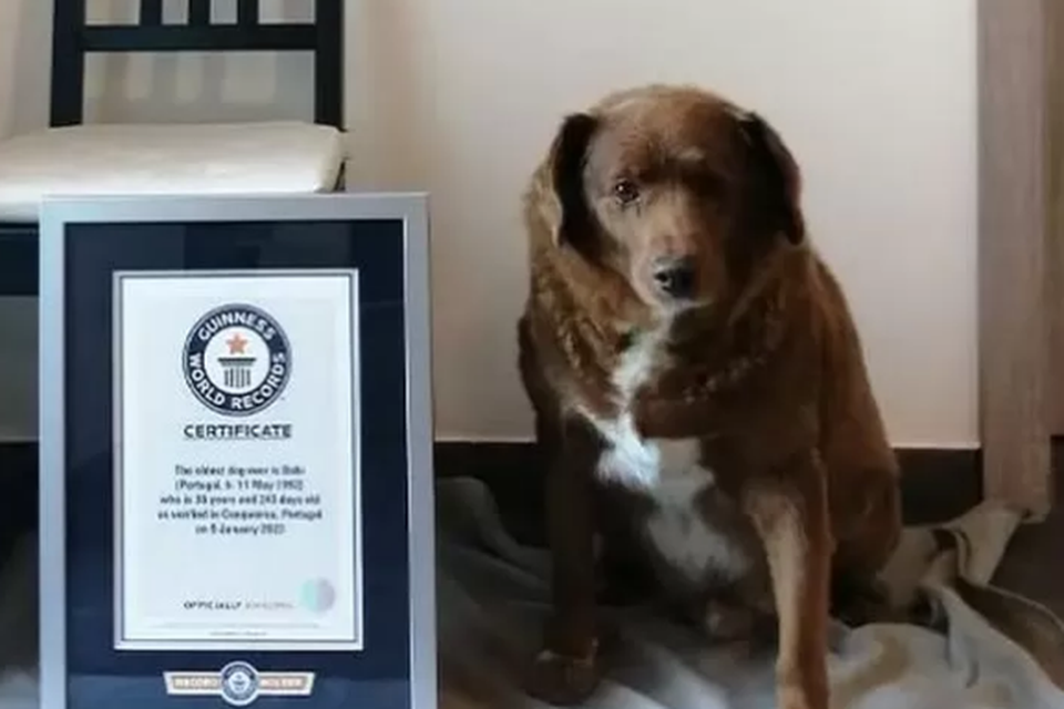 Bobi