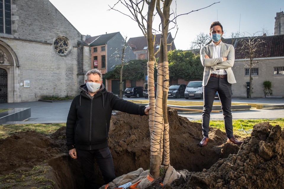 Op het plein voor de Sint-Katelijnekerk werden twee meerstammige valse christusdoorns aangeplant.