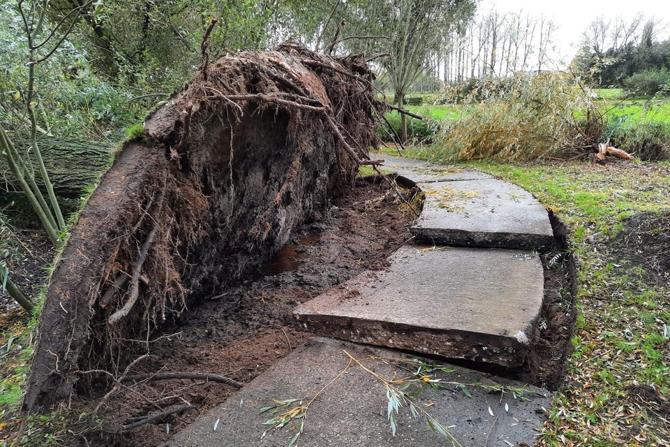 Het fietspad Gewad in Tielen liep zware schade op door een ontwortelde boom.