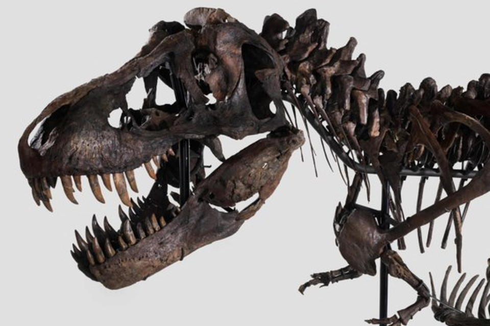 Waardig lichtgewicht lawaai Te koop: skelet van een echte T. rex | Gazet van Antwerpen Mobile