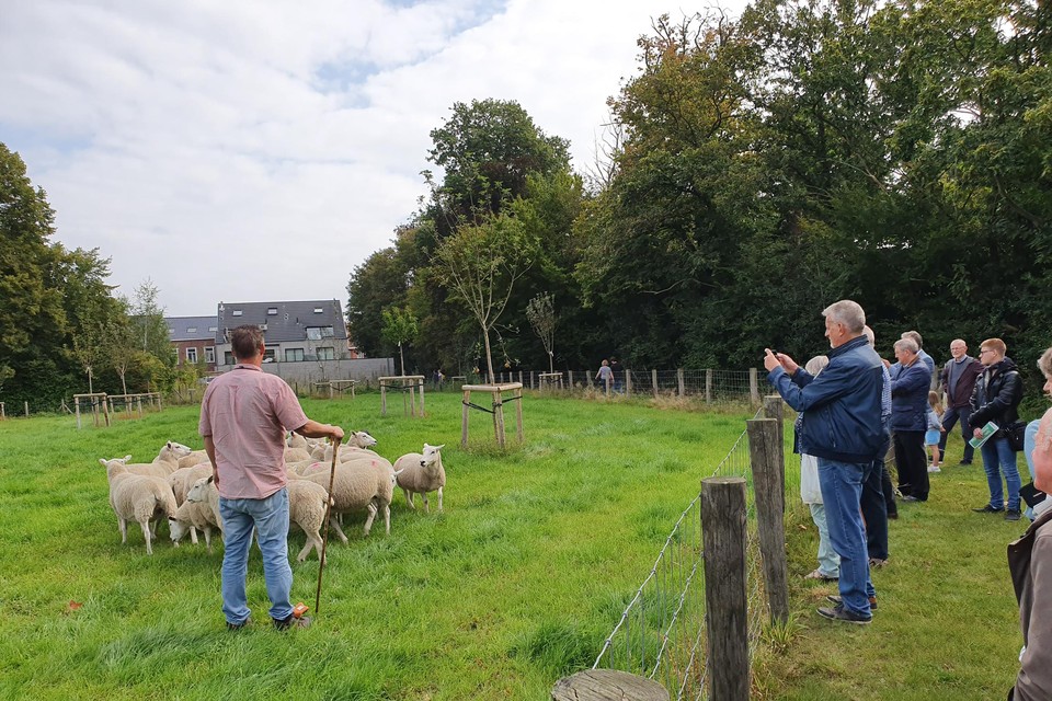 Schaapsherder Jo heeft veel bekijks als zijn kudde het gras komt kortwieken in het nieuwe gemeentepark in Nieuwkerken.