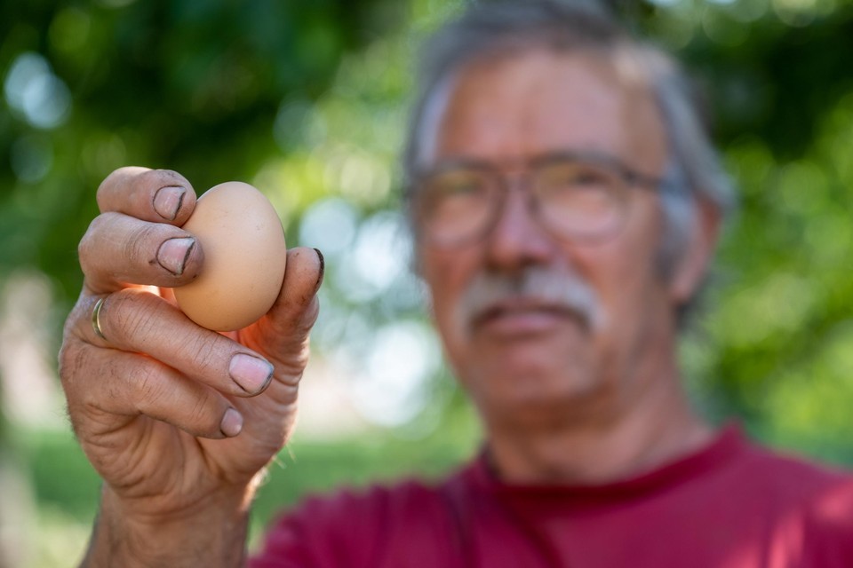 Zwijndrechtenaar Eduard D’Hollander leverde ons eieren van de kippen uit zijn tuin.