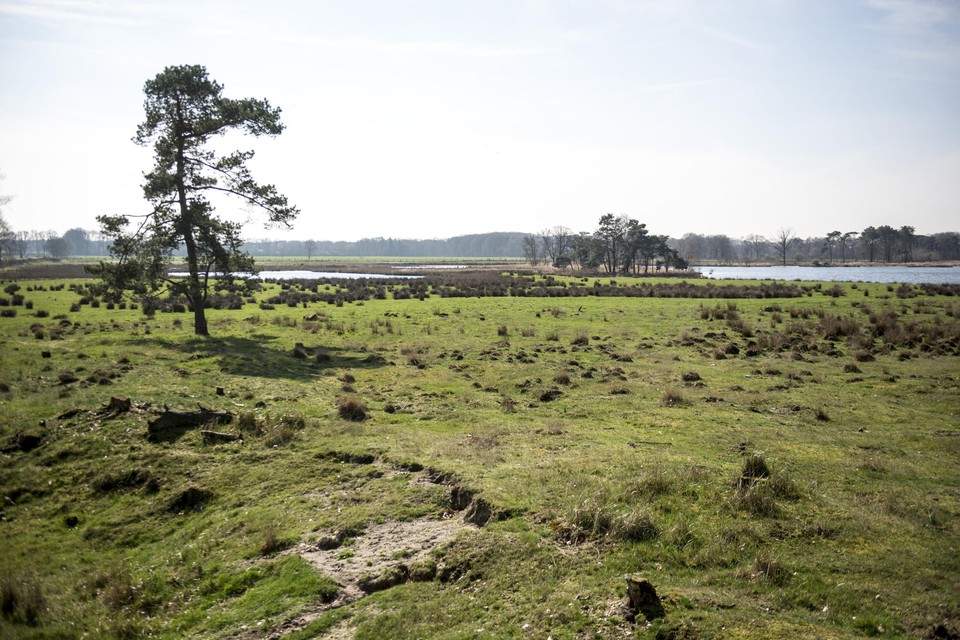 In Turnhout zou het Vennengebied behoren tot het toekomstige Nationaal Park.