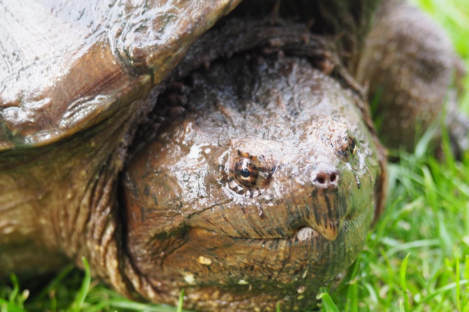Deze stevige bijtschildpad werd in Brecht gevonden