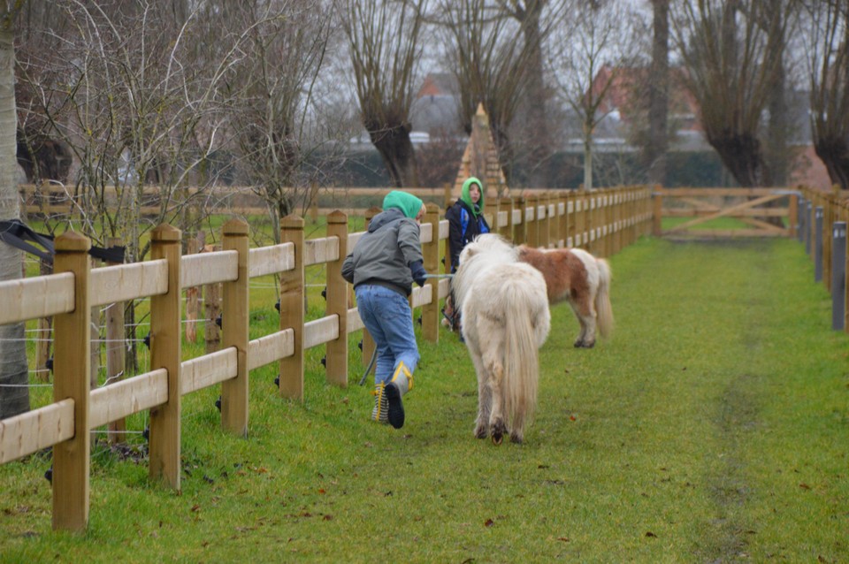 De kinderen van Berkenbeek amuseren zich met de therapiepaardjes. 