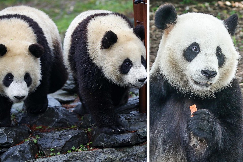 De drie babypanda’s, die intussen jongvolwassen zijn, worden teruggehaald om in China voor nakomelingen te zorgen.