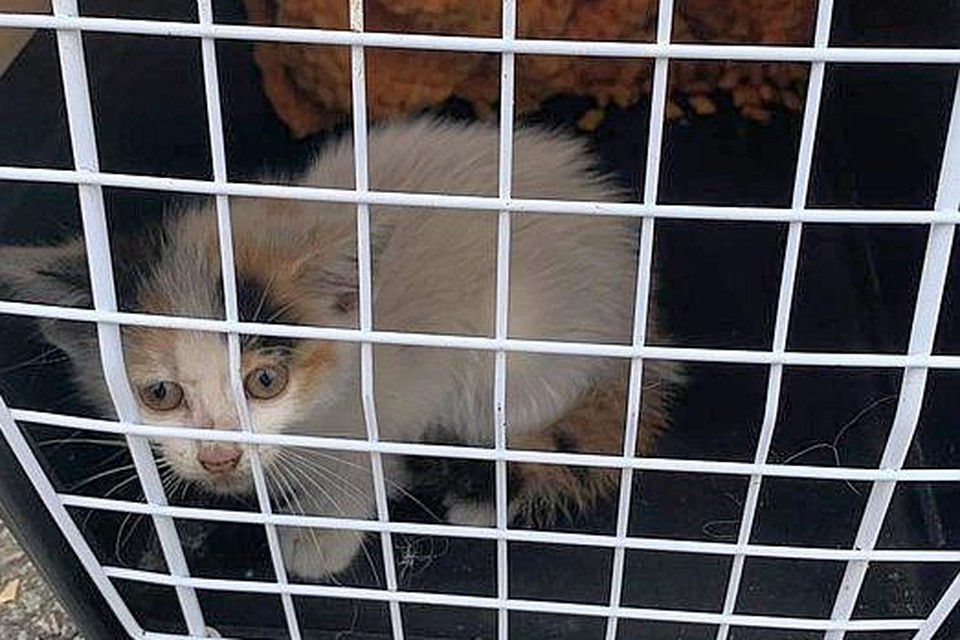 Het kittige katje dat zich verschool in een wielkast, kreeg de naam Spicy en vindt nu veilige opvang in het Dierenthuisje. 