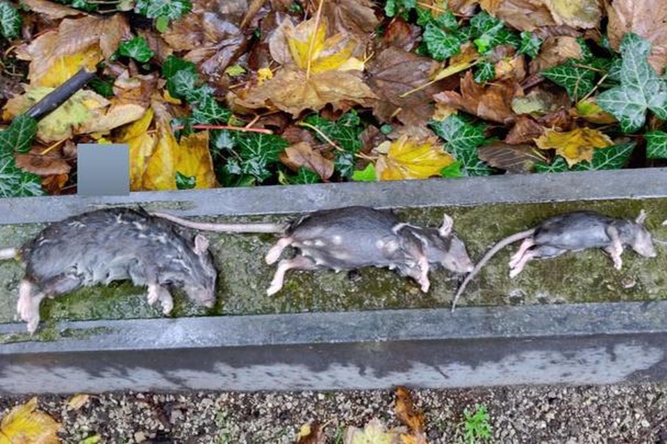 De ratten vallen in een slimme rattenval in een bakje met conserveringsalcohol en raken gauw bedwelmd, waarna ze een pijnloze dood sterven.