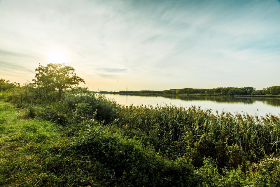 Het Scheldelandschap nabij Hingene.