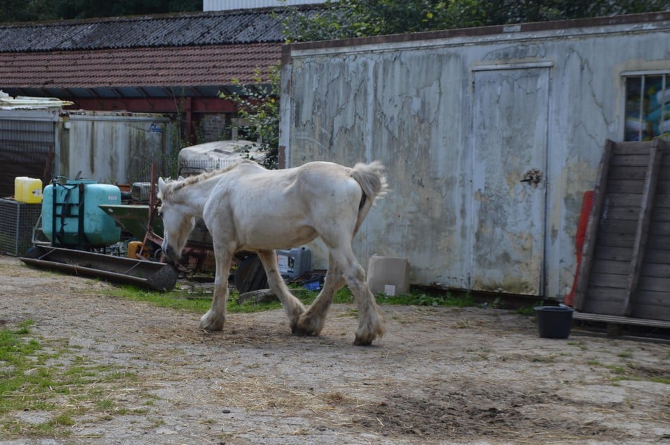 Het wit paard dat buiten rondsjokt. De vorige eigenaar is intussen geïnterneerd.