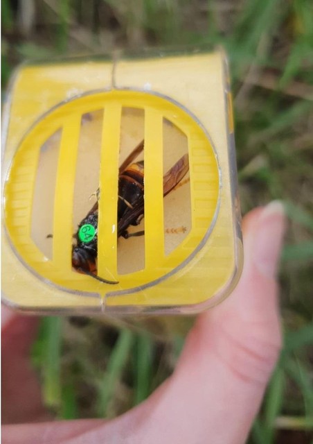 Gevangen hoornaars krijgen een nummer of kleurmerk 