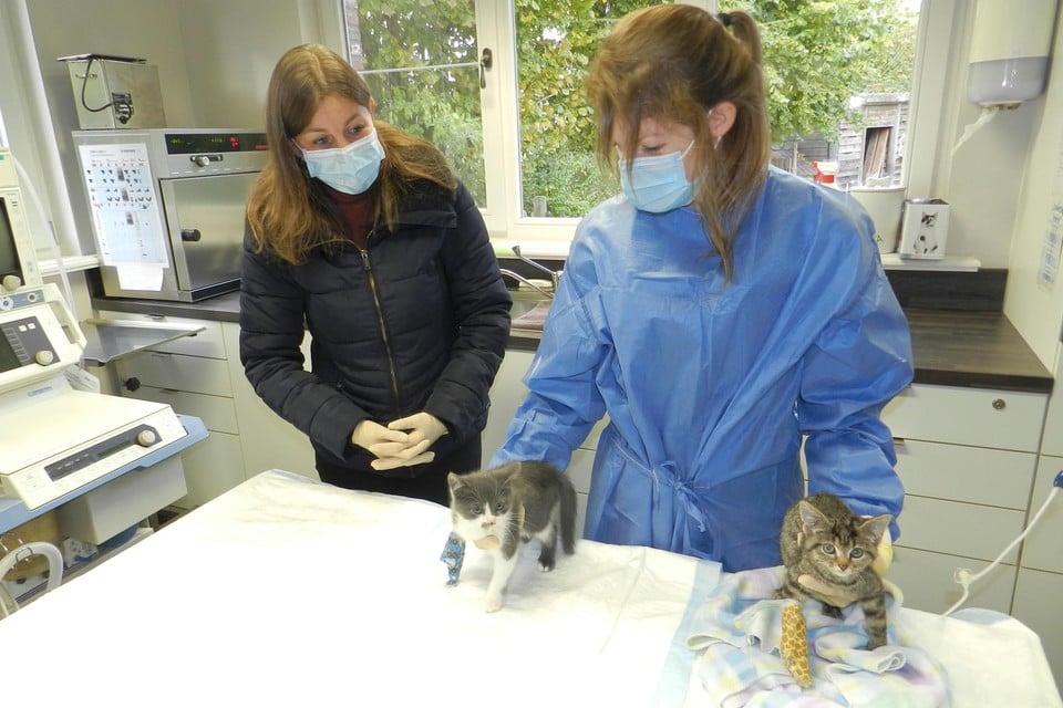Vrijwilligster Leen Faes en dierenartsassistente Charlien Verboven met twee zieke kittens die medische verzorging krijgen. 