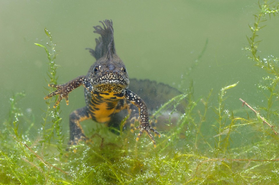 De kamsalamander noemt niet voor niets ook de grote watersalamander; Om zich voort te planten moet de poel een meter diep zijn.